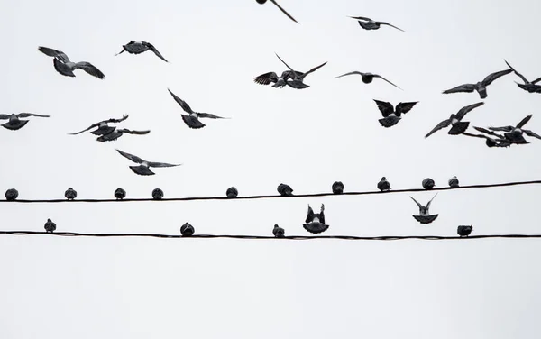 Doves Sit Electric Wires White Sky Fly Them Sky — Stock Photo, Image