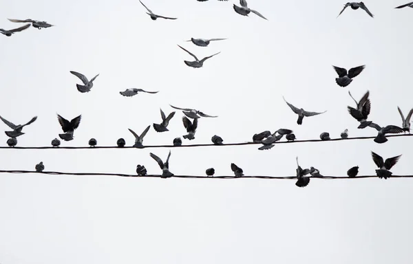 Pombas Sentam Fios Elétricos Contra Céu Branco Voam Deles Para — Fotografia de Stock