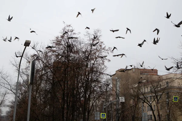 Tauben Sitzen Stromdrähten Gegen Einen Weißen Himmel Und Fliegen Von — Stockfoto