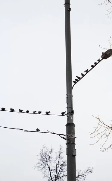 Pombas Sentam Fios Elétricos Contra Céu Branco Voam Deles Para — Fotografia de Stock