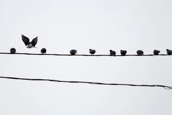 Palomas Sientan Cables Eléctricos Contra Cielo Blanco Vuelan Desde Ellos — Foto de Stock