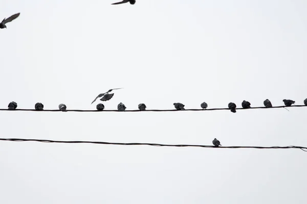 Kumrular beyaz bir gökyüzüne karşı elektrik kablolarının üzerinde oturur ve onlardan gökyüzüne doğru uçarlar.