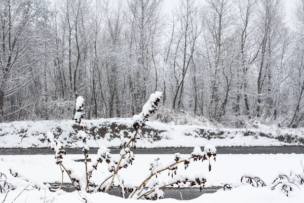 Paysage Hivernal Arbres Enneigés Bord Rivière — Photo