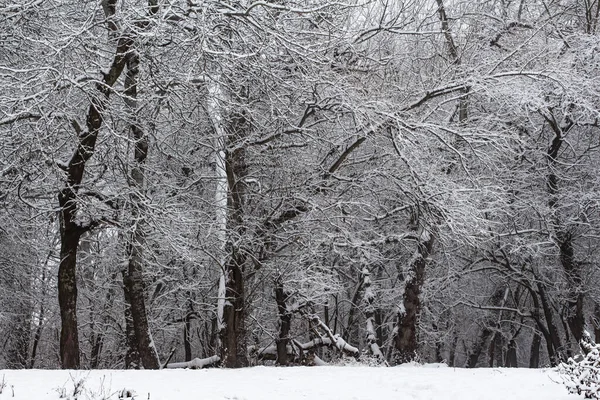 Paysage Hivernal Arbres Enneigés Dans Brouillard — Photo