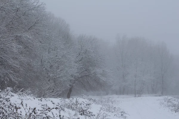 Зимний Пейзаж Заснеженные Деревья Тумане — стоковое фото