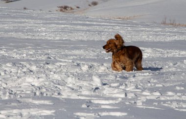 Kahverengi spanyel kar tarlasında koşuyor.