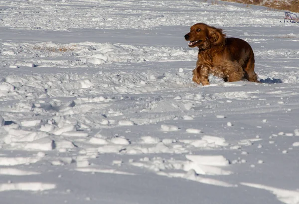 Brązowy Spaniel Biegający Polu Śniegu — Zdjęcie stockowe