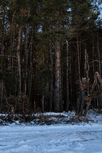 Paysage Hivernal Forêt Pins Ombre Des Arbres Dans Neige — Photo