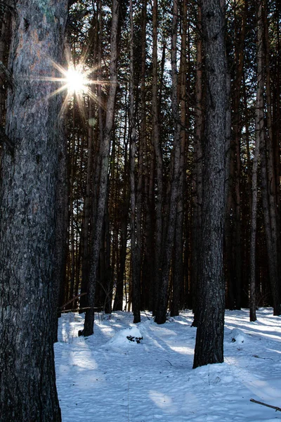 Зимний Пейзаж Сосновый Лес Тени Деревьев Лежат Снегу — стоковое фото