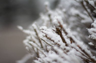 Kuru dalların ve çiçeklerin üzerinde bir kar tabakası uzanır 