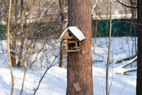 Bird Feeder Winter Forest Tits Come Peck Seeds — Fotografia de Stock