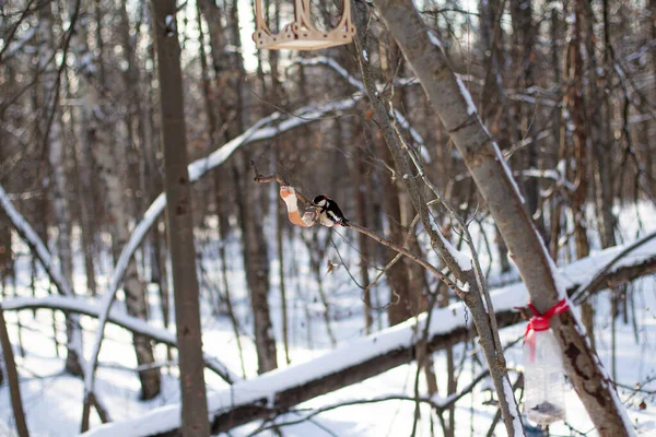 啄木鸟坐在雪地里的树枝上 — 图库照片