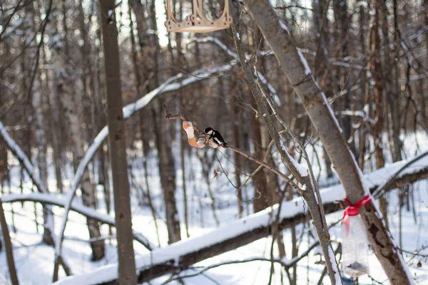 Picchio Siede Ramo Albero Una Foresta Innevata — Foto Stock