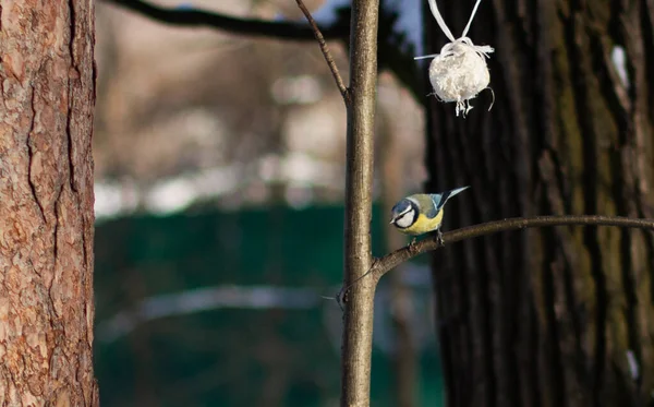 Tit Sits Tree Branch Close — Stok fotoğraf