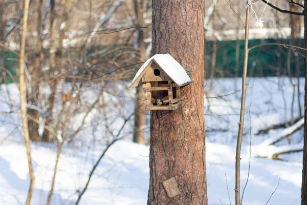 Bird Feeder Winter Forest Tits Come Peck Seeds — Fotografia de Stock