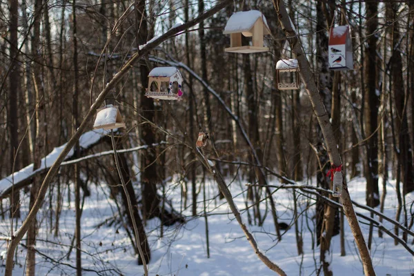 Годівниця Птахів Зимовому Лісі Цицьки Приходять Насіння — стокове фото