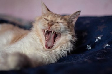 Dalgalı saçlı, turuncu gözlü, iri beyaz bir kedinin portresi. Kedi yatağa uzanıyor ve esniyor.