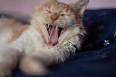 Dalgalı saçlı, turuncu gözlü, iri beyaz bir kedinin portresi. Kedi yatağa uzanıyor ve esniyor.