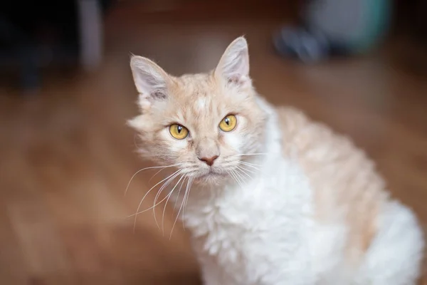 Dalgalı saçlı ve turuncu gözlü, iri, beyaz, kırmızı bir kedinin portresi.