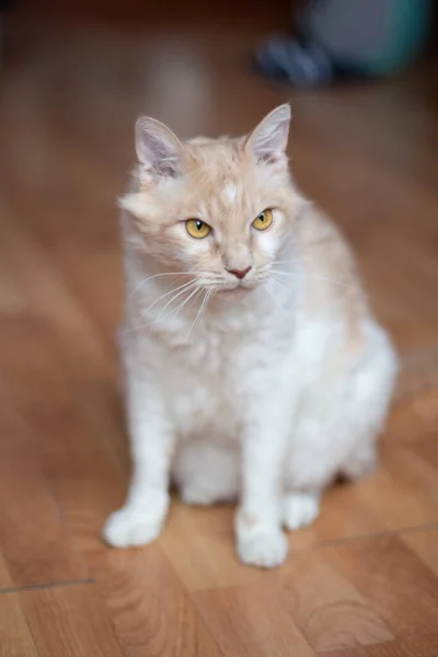 Porträt Einer Großen Weiß Roten Katze Mit Welligem Haar Der — Stockfoto