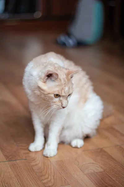 Portret Van Een Grote Wit Rode Kat Met Golvend Haar — Stockfoto