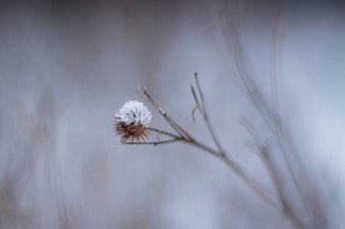 Tüylü karla kaplı devedikeni kuru cilt yüzeyi, yakın plan. 