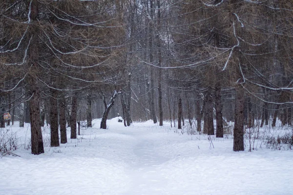 Beautiful winter alley in a snowy forest
