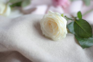 Güller pastel renklerde narin bir kaşmir kumaşın üzerinde yatar. 