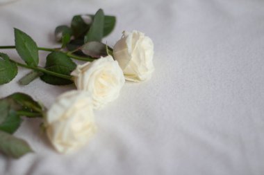 Güller pastel renklerde narin bir kaşmir kumaşın üzerinde yatar. 