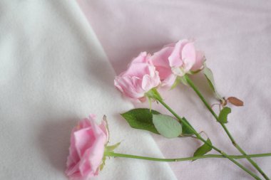 Güller pastel renklerde narin bir kaşmir kumaşın üzerinde yatar. 