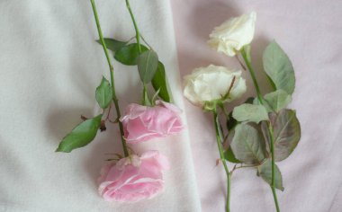 Güller pastel renklerde narin bir kaşmir kumaşın üzerinde yatar. 