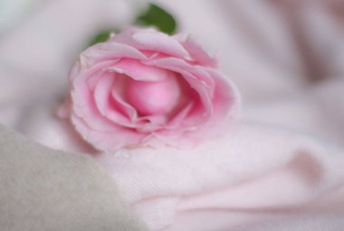 Güller pastel renklerde narin bir kaşmir kumaşın üzerinde yatar. 