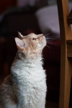 La Perm cinsinin dalgalı saçlarıyla kırmızı beyaz bir kedinin portresi 