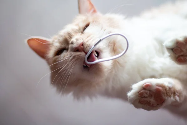 Kırmızı-beyaz bir kedinin portresi La-perma cinsinden dalgalı saçlı, saç lastiği olan, alt görünümü olan 