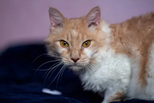 Retrato Gato Rojo Blanco Con Pelo Ondulado Raza Perm Imágenes De Stock Sin Royalties Gratis