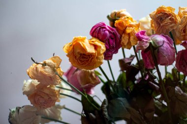 Vazoda kurumuş ve solmuş güller.