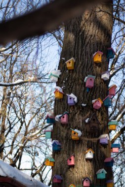 Eski bir meşe ağacının kalın gövdesinde çok renkli kuş evleri. 