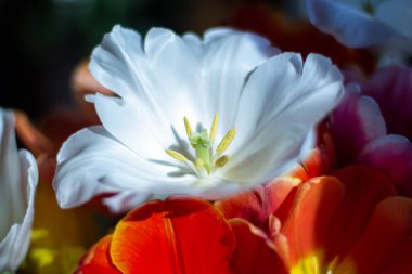 Parlak renkli lalelerin arkaplanı. 