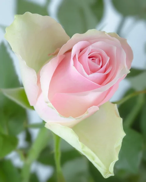 Różowy pąk róży z zielony łodyg i liści w ogrodzie — Zdjęcie stockowe