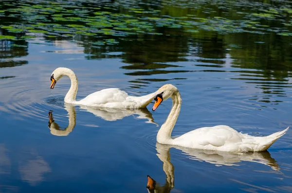 Two white swans are swimming on water in nature — Stock Photo, Image