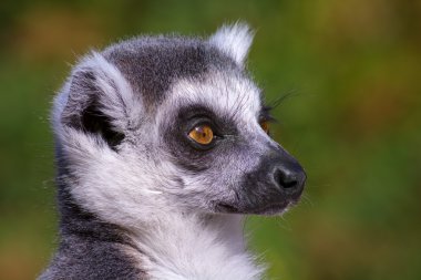 Lemur catta