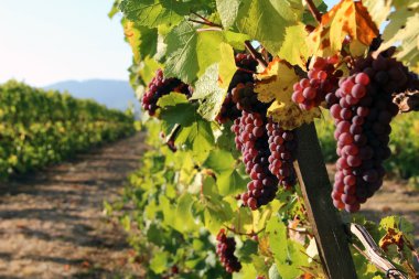 Satır kırmızı üzüm