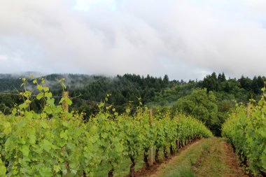 Oregon Üzüm bahar