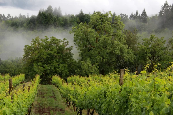 Oregon Vineyard in Spring — Stock Photo, Image