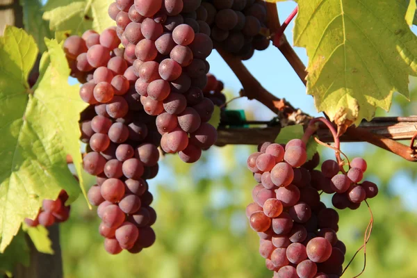 Uvas vermelhas maduras — Fotografia de Stock