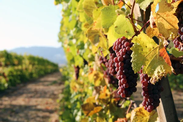 Rangée de raisins rouges — Photo