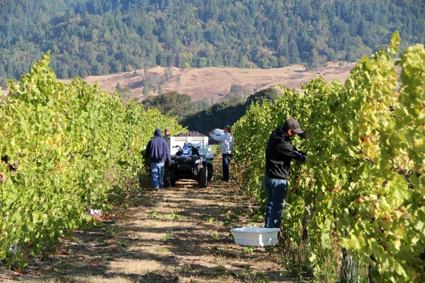 Harvesting Grapes — Stock Photo, Image