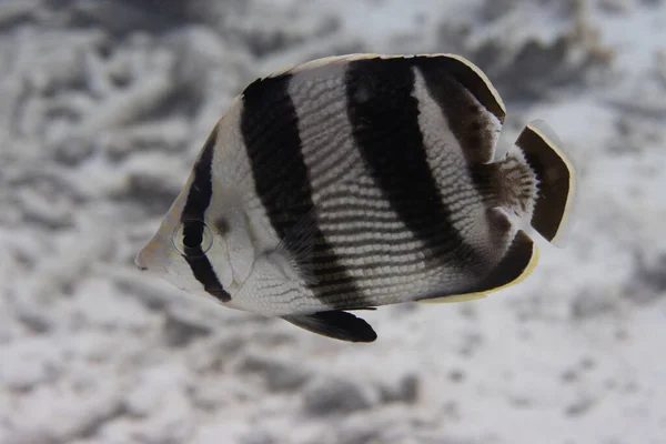 Banded Butterflyfish Coral Reef Tropical Island Bonaire Caribbean Netherlands — Stock fotografie
