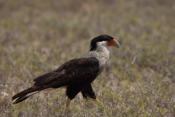 Washington-Slagbaai Ulusal Parkı 'ndaki Karayip Adaları' nın bir parçası olan Bonaire adasındaki yırtıcı karacara kuşu..