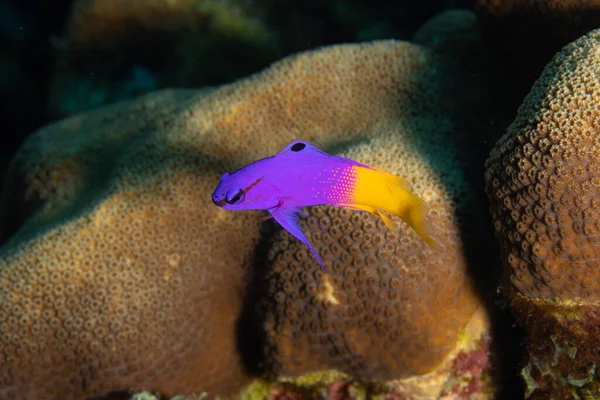 Elfenbarsch Royal Gramma Korallenriff Vor Der Tropischen Insel Bonaire Der — Stockfoto